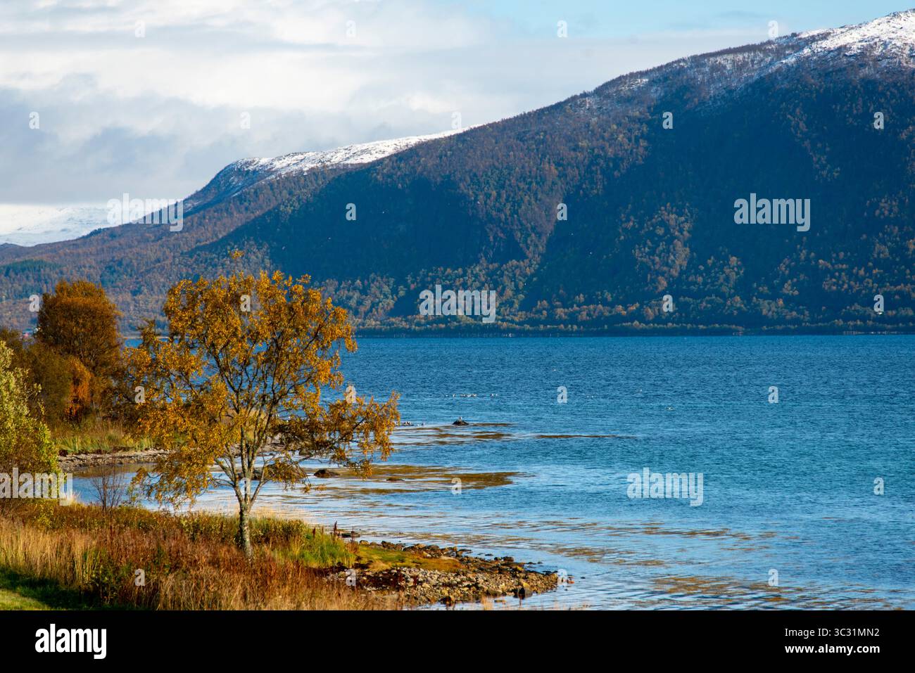 Autunno sull'isola di Senja - Norvegia Foto Stock