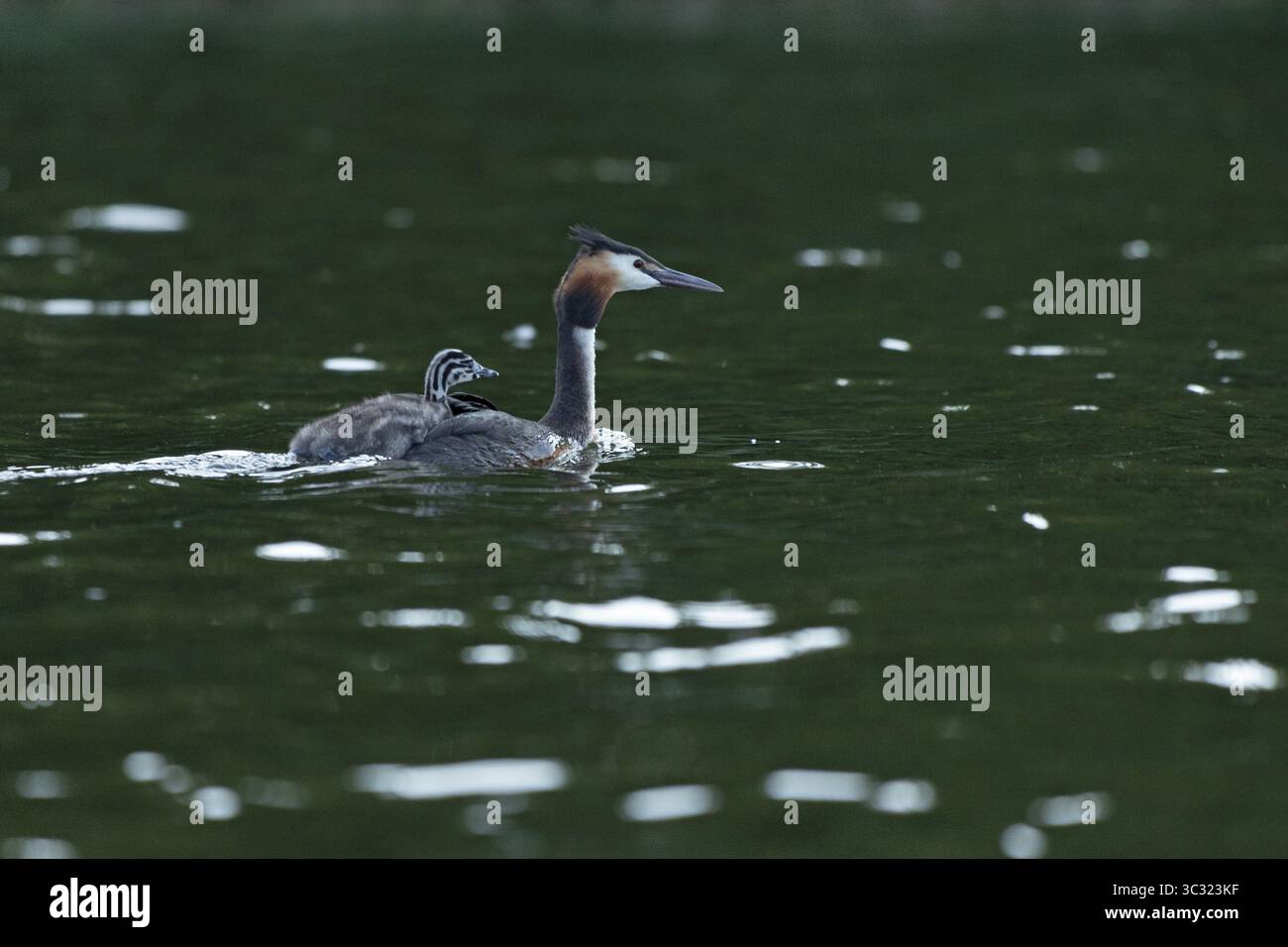 Great Crested Grebe (Podiceps Ribbonfish) con novellame, Leppinsee, Rechlin, distretto dei laghi del Meclemburgo, Meclemburgo-Pomerania occidentale, Germania Foto Stock