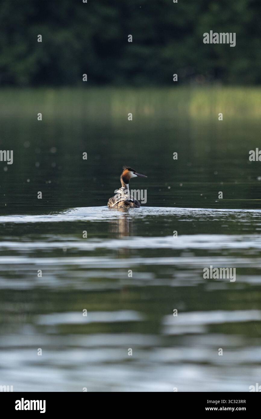 Great Crested Grebe (Podiceps Ribbonfish) con novellame, Leppinsee, Rechlin, distretto dei laghi del Meclemburgo, Meclemburgo-Pomerania occidentale, Germania Foto Stock