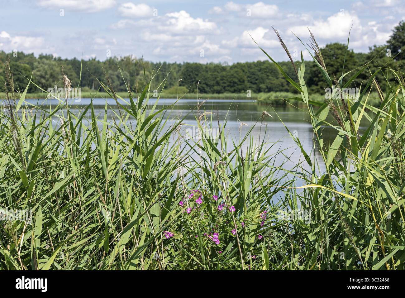 Stagno dei pesci, Fischers Land boek, distretto dei laghi di Meclemburgo, Meclemburgo-Pomerania occidentale, Germania Foto Stock