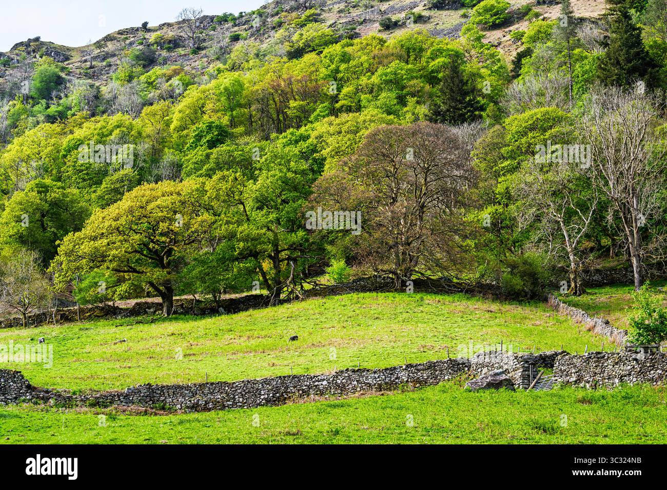 Rydal Water, Rydal, Ambleside, Lake District, Westmorland, Cumbria, Inghilterra Foto Stock