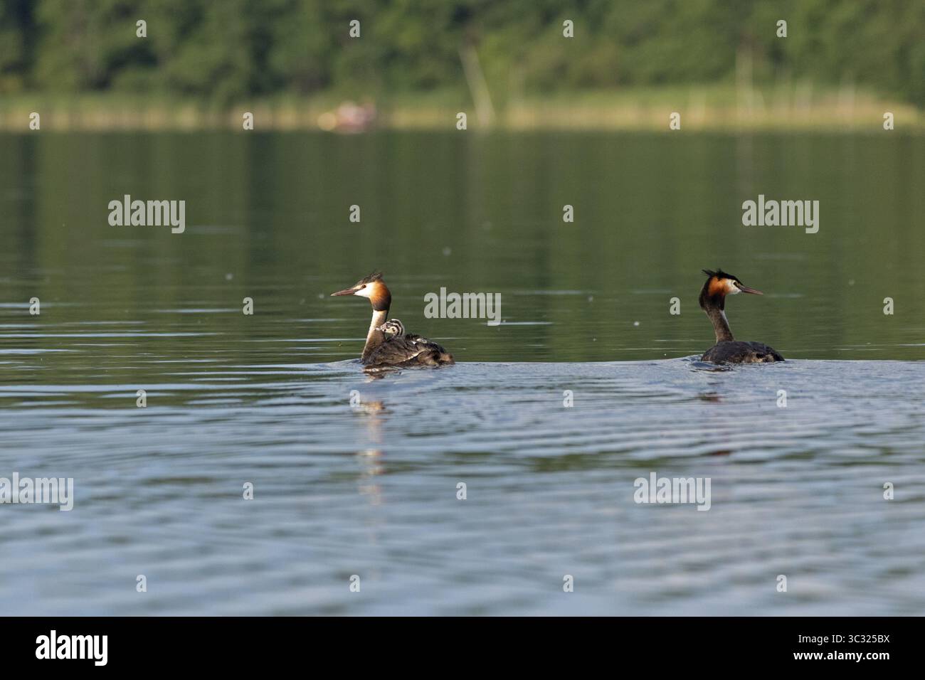 Great Crested Grebe (Podiceps Ribbonfish) con novellame, Leppinsee, Rechlin, distretto dei laghi del Meclemburgo, Meclemburgo-Pomerania occidentale, Germania Foto Stock