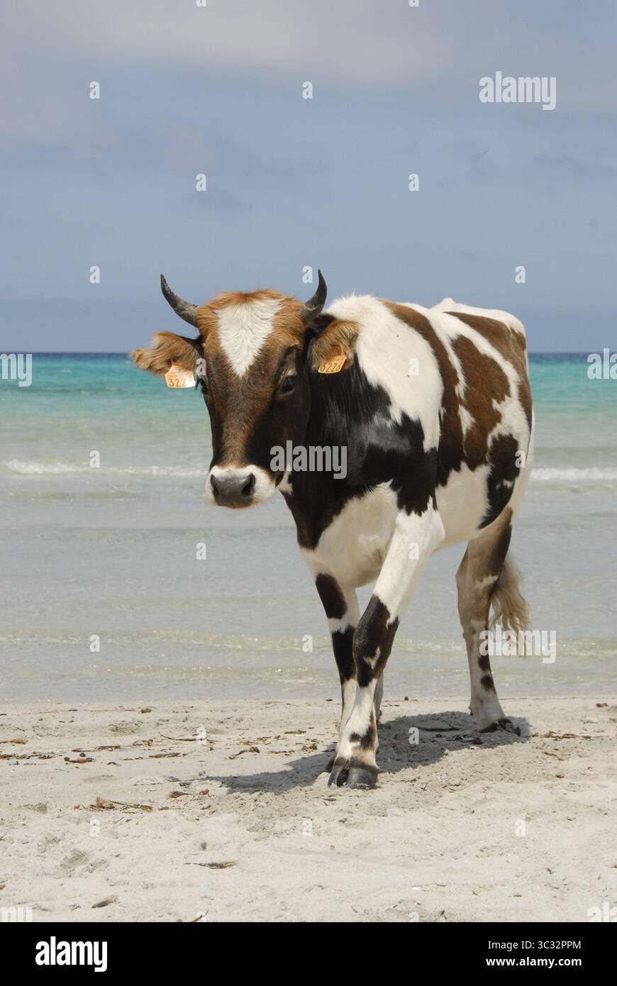 Una mucca cammina sulla sabbia bianca della spiaggia di Saleccia, nel Désert des Agriates, Corsica settentrionale. Un sorprendente e pacifico incontro con gli animali del turqu Foto Stock