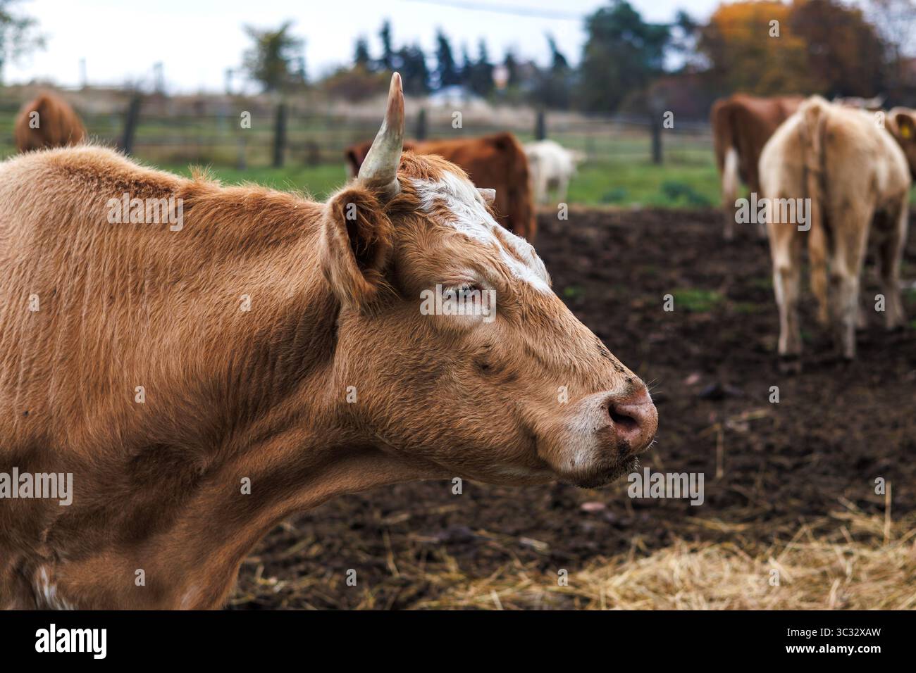 Mucche all'allevamento. Allevamento di bovini domestici all'aperto. Bestiame al pascolo Foto Stock