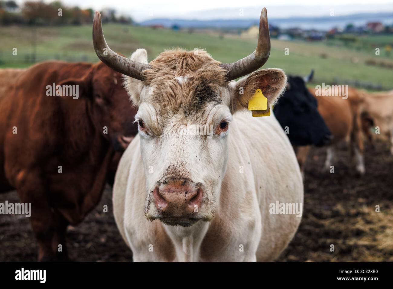 Mucche all'allevamento. Allevamento di bovini domestici all'aperto. Bestiame al pascolo Foto Stock