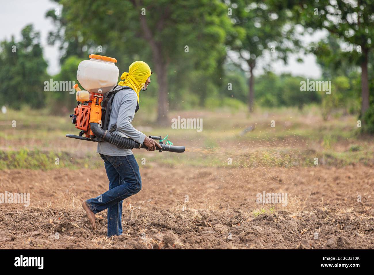 Coltivazione innovativa del riso nei campi rurali della Thailandia Foto Stock