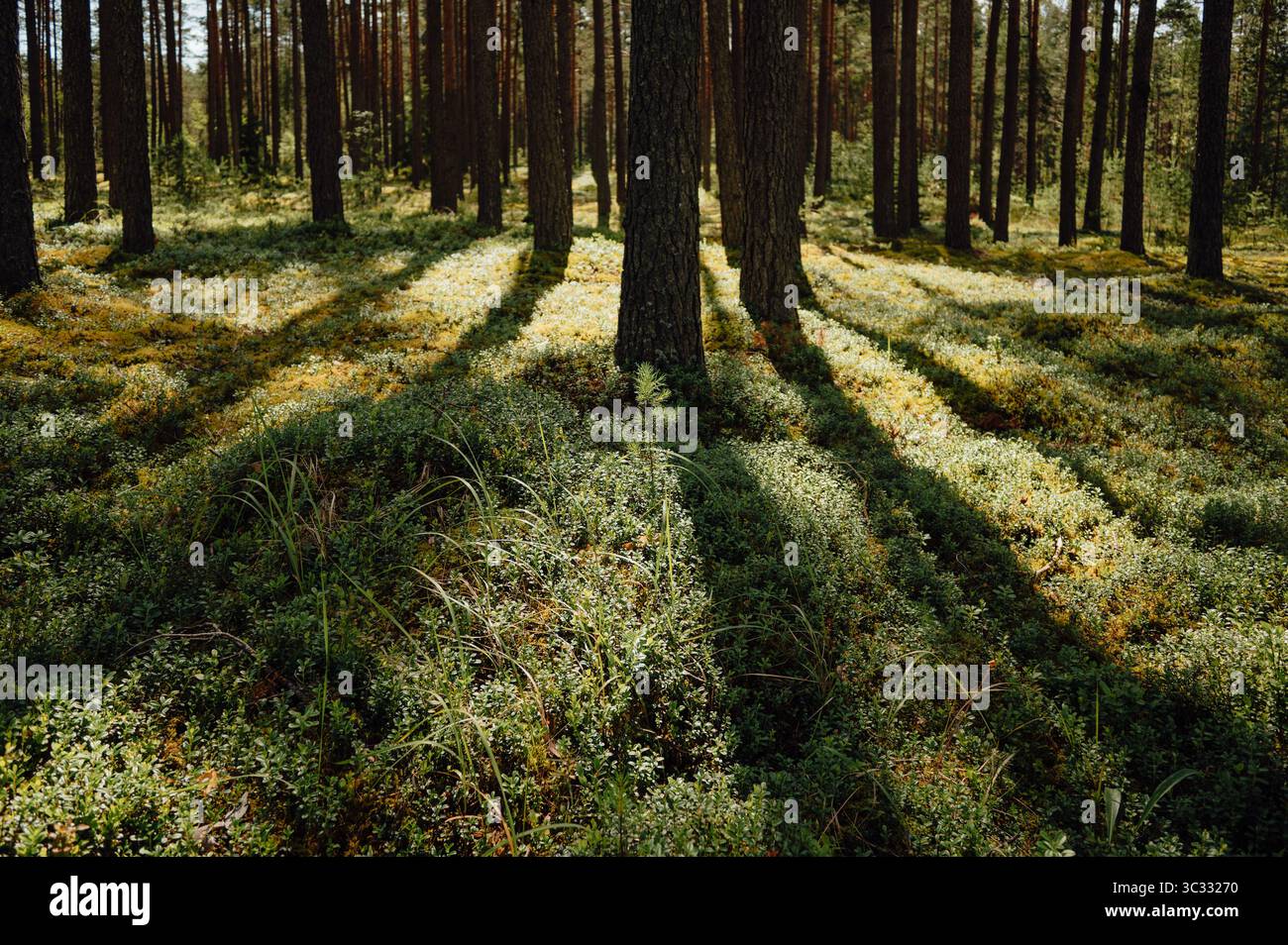 Ombre dei tronchi di pino sul pavimento della foresta di Mossy Foto Stock