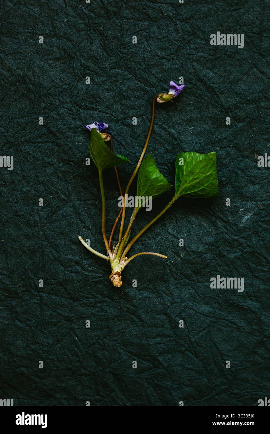 Campione di erbario di viola selvatica su sfondo nero Foto Stock