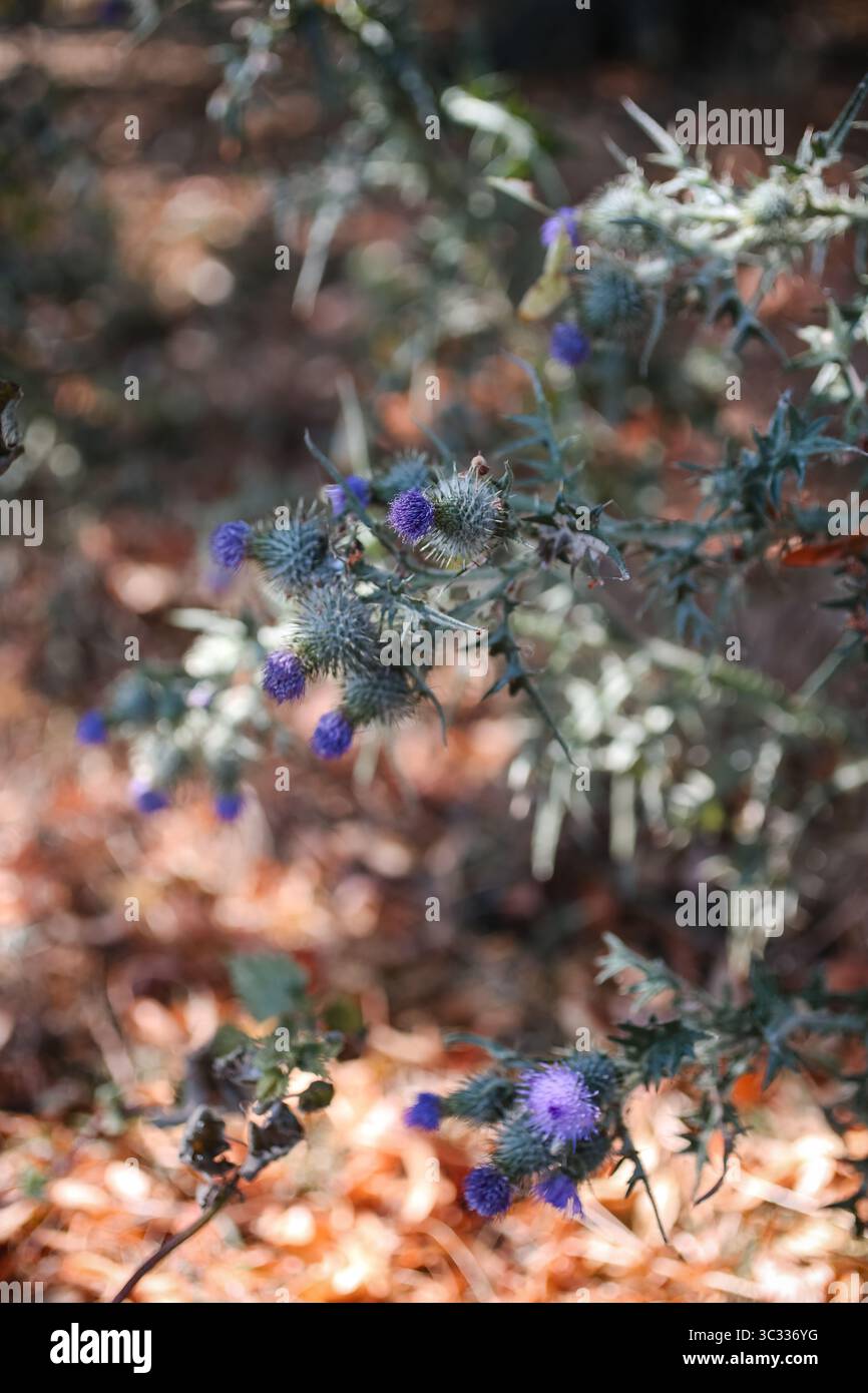 Fiori di cardo viola selvaggio nel sottobosco Woodland Foto Stock