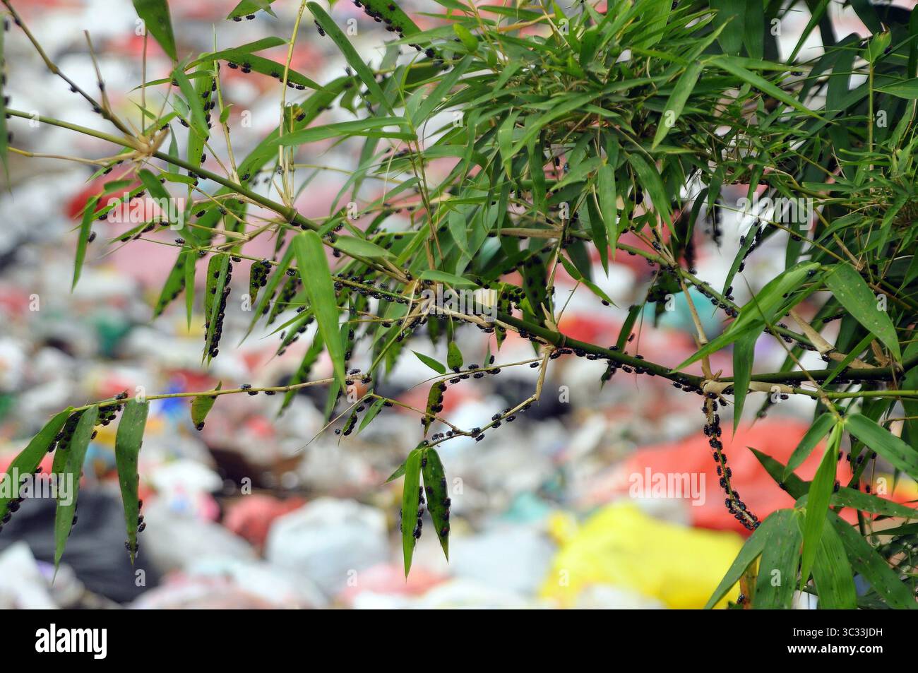 5 settembre 2019 - Bekasi, Giava Occidentale, Indonesia - Una pila di spazzatura copriva il flusso lungo cinquecento metri del fiume Jambe a Tambun, Bekasi, Giava Occidentale, nel settembre 5,2019. Pile di rifiuti domestici di plastica, polistirolo, bottiglie di plastica e altri materiali sono stati prodotti negli ultimi tre mesi a partire dai rifiuti domestici negli insediamenti in cui vivono. (Immagine di credito: © Dasril Roszandi/ZUMA Wire) Foto Stock