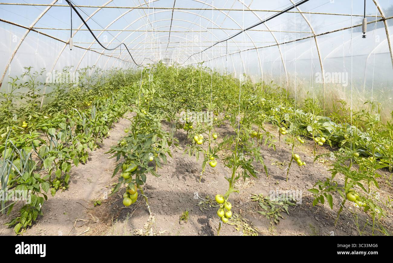 Coltivazione in serra di pomodori biologici, concentrazione selettiva. Foto Stock