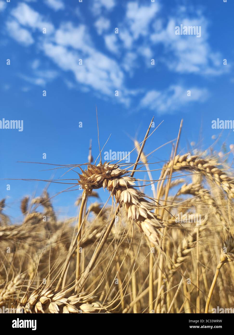 campo di grano dorato con cielo blu sullo sfondo. messa a fuoco morbida Foto Stock