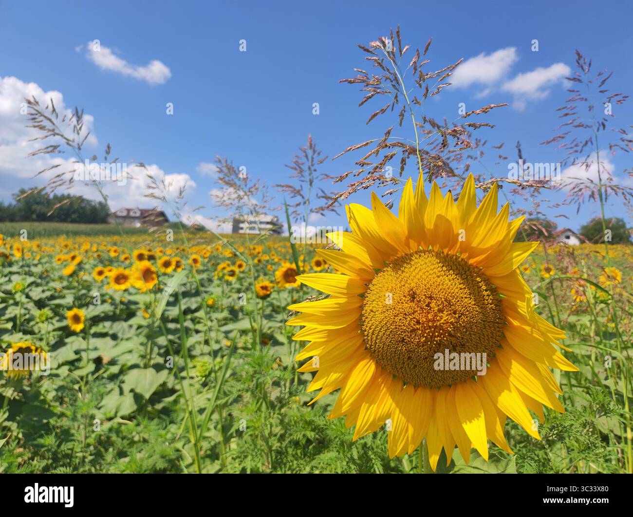 Girasoli nel campo con sfondo blu del cielo. Fiori di girasole. Foto Stock