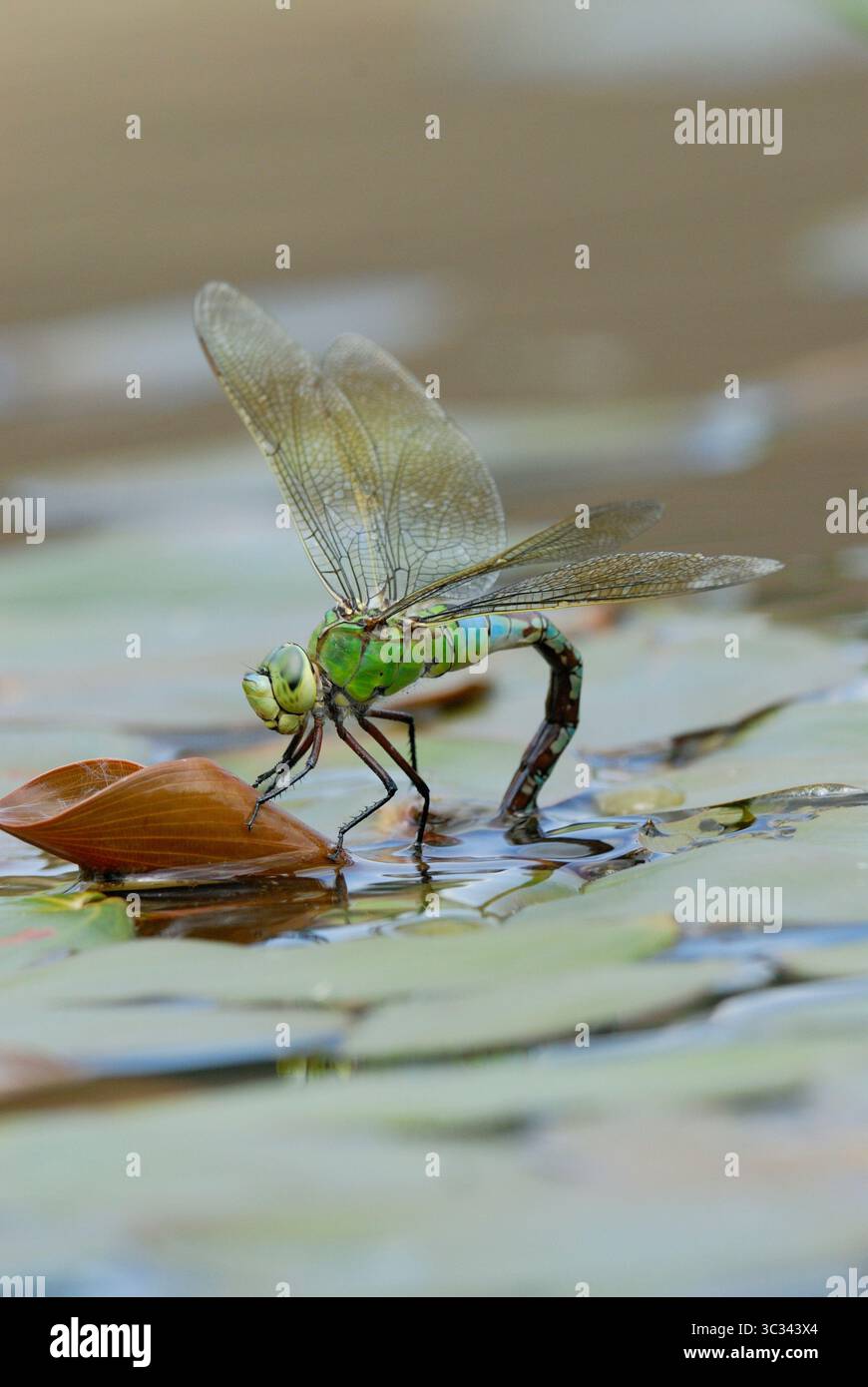 Imperatore libellula o imperatore blu; anax imperator. Deposizione di uova in uno stagno Foto Stock