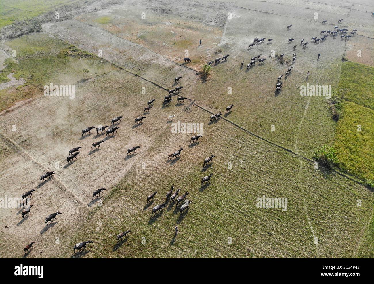 Vista aerea dei cavalli che pascolano sui pascoli, il contrasto tra i cavalli scuri e il campo verde-dorato crea una sorprendente armonia visiva, Bogura, Rajshahi Division, Bangladesh. Foto Stock