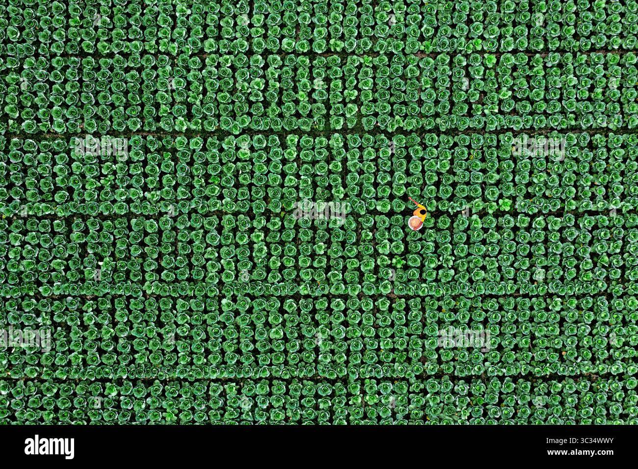 Vista aerea di un operaio solitario tra file di colture, un vivace arazzo di verde che si estende attraverso il paesaggio, Bogura, Bangladesh. Foto Stock