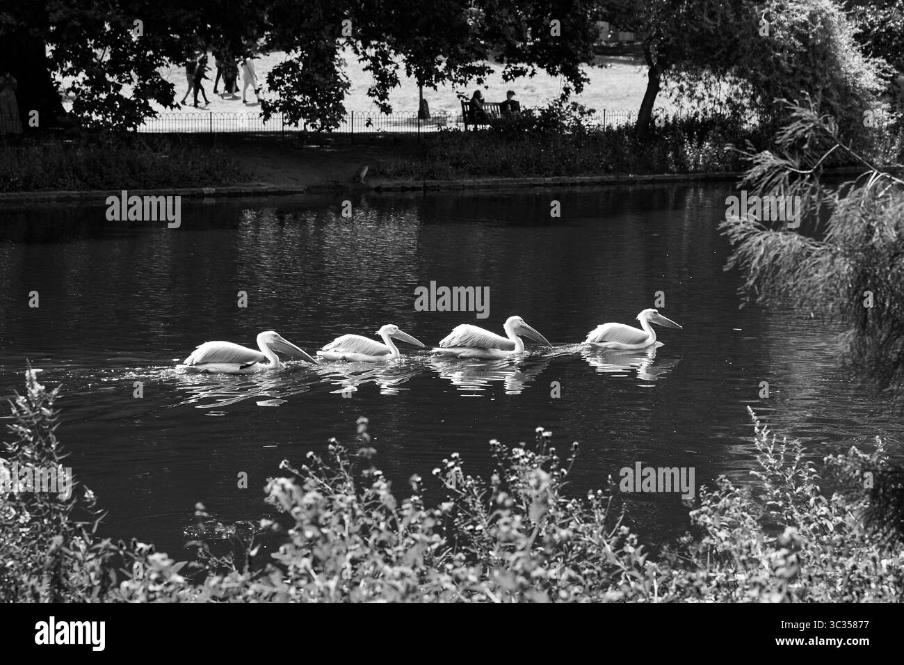 I Great White Pelicans nuotano nel lago St James Park vicino a Buckingham Palace Foto Stock