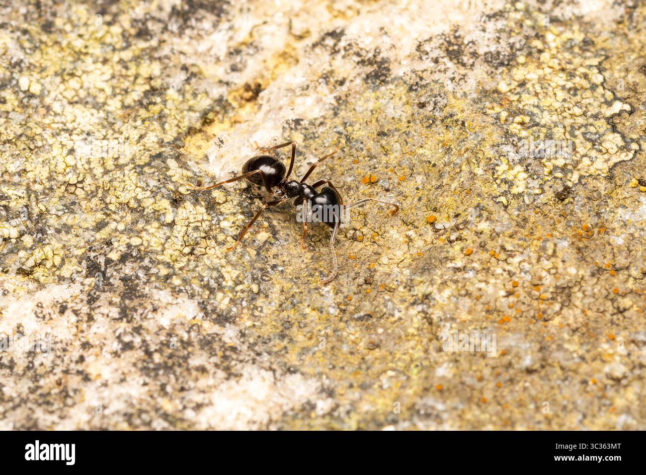 Primo piano di una formica nera (Lasius fuliginosus) su pietra ricoperta di licheni a Les Bordes, Yonne, Francia. Foto Stock