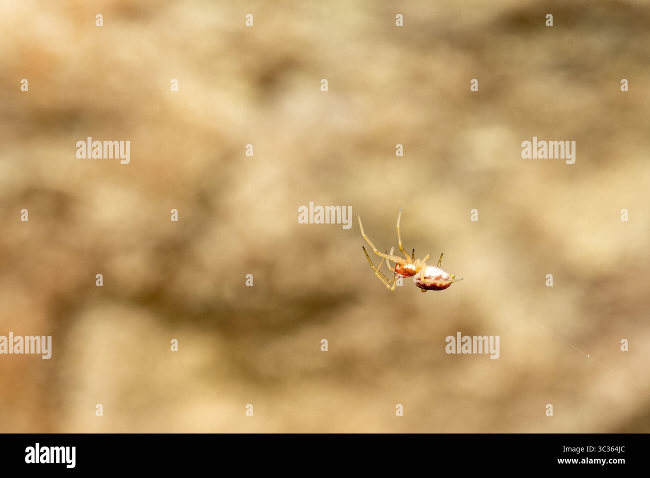 Ragno Nigma flavescens sospeso appeso al filo di seta a Les Bordes, Yonne, Francia. Foto Stock