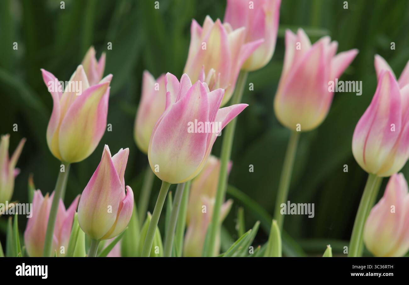 Tulipa eleganti fiori di tulipani Lady, petali rosa cremosi a punta che fioriscono a tarda primavera. REGNO UNITO Foto Stock