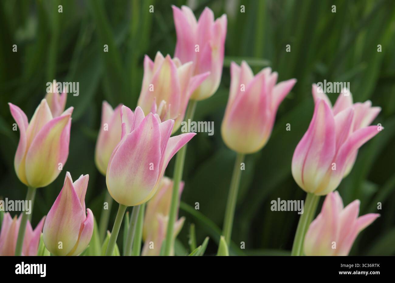 Tulipa eleganti fiori di tulipani Lady, petali rosa cremosi a punta che fioriscono a tarda primavera. REGNO UNITO Foto Stock