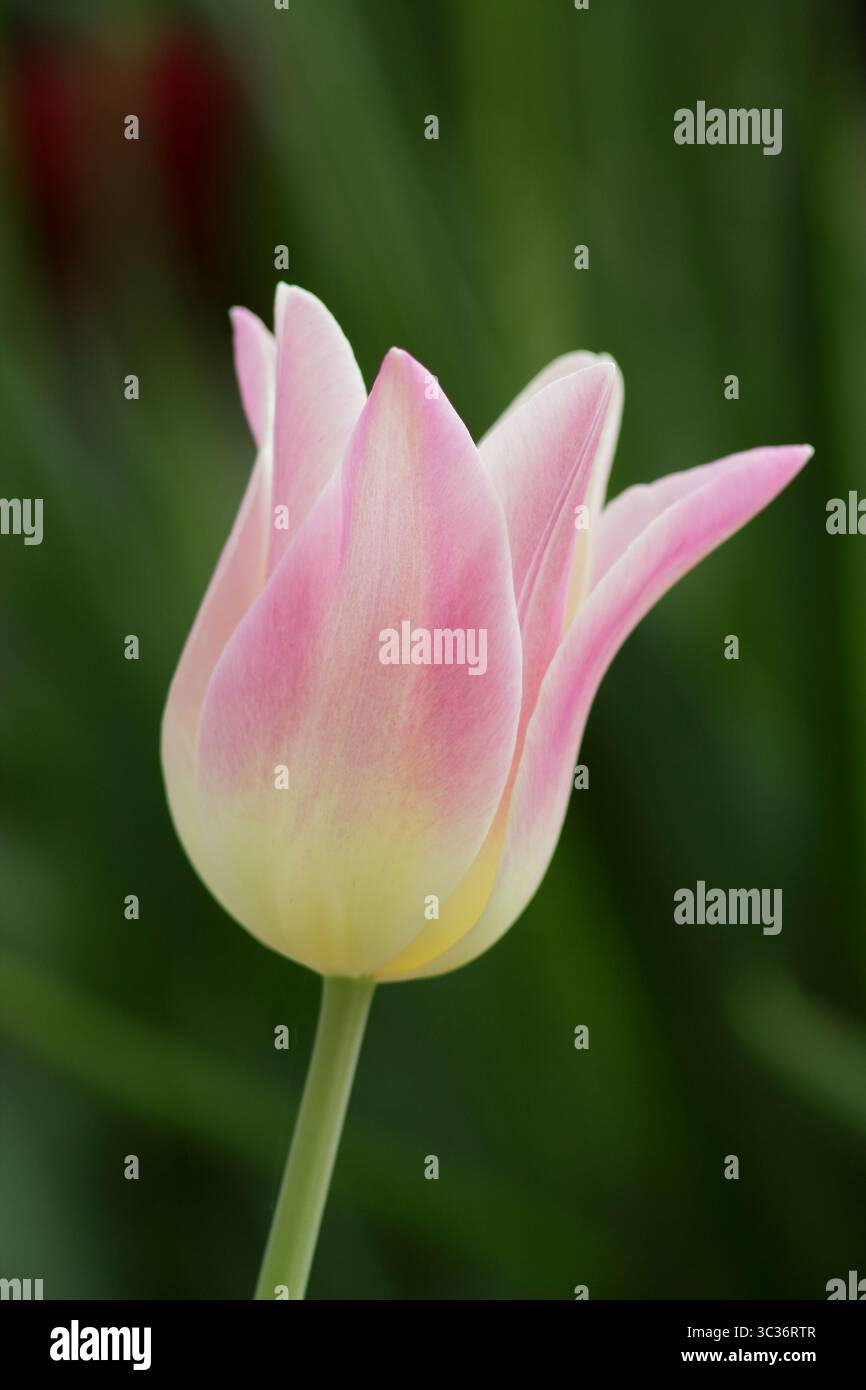 Tulipa eleganti fiori di tulipani Lady, petali rosa cremosi a punta che fioriscono a tarda primavera. REGNO UNITO Foto Stock