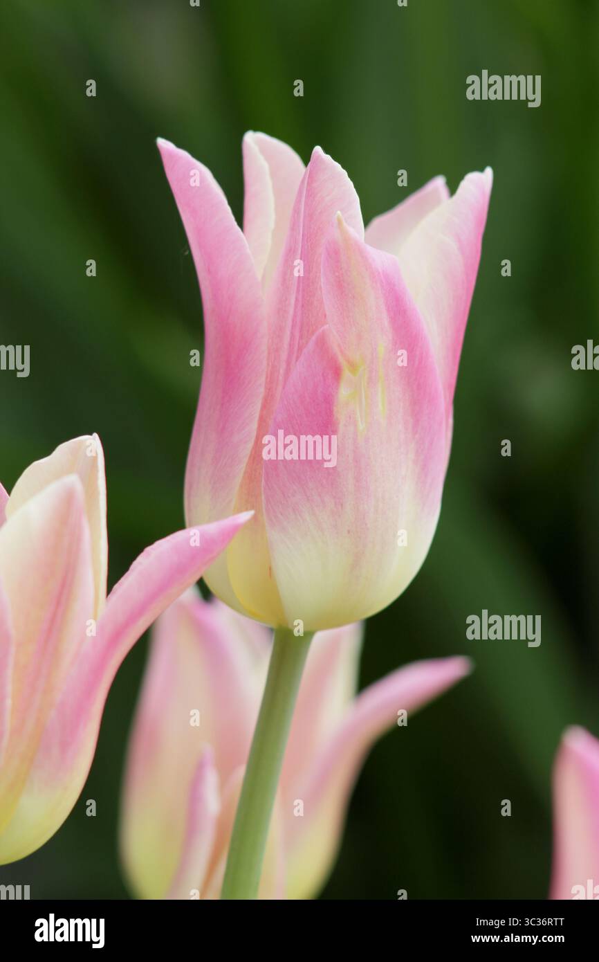 Tulipa eleganti fiori di tulipani Lady, petali rosa cremosi a punta che fioriscono a tarda primavera. REGNO UNITO Foto Stock