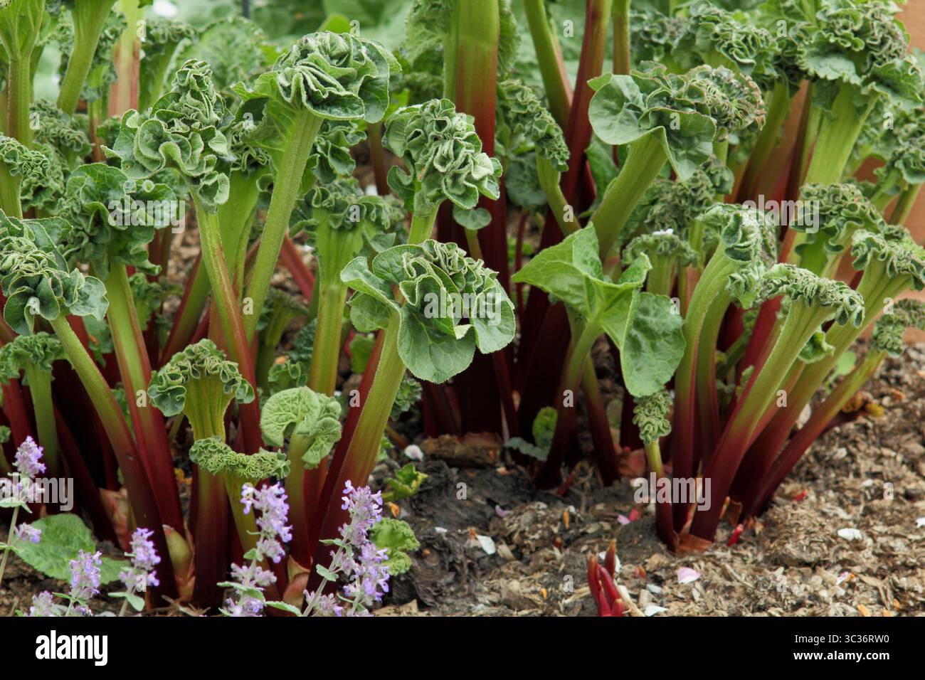 Rabarbaro Rheum hybridum Raspberry Red, un rabarbaro che matura precocemente, cresce in un giardino di cucina a maggio. REGNO UNITO Foto Stock