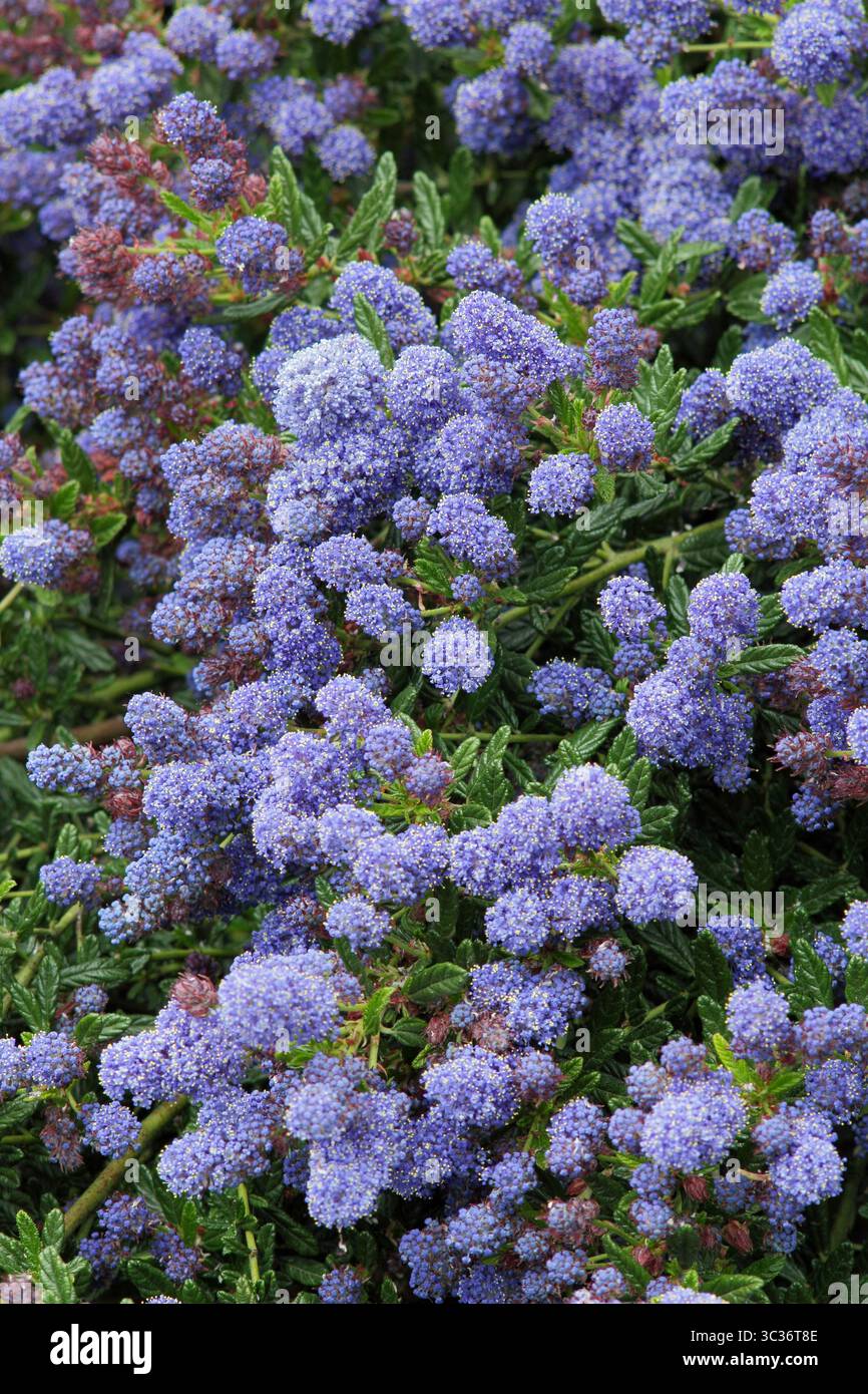 Ceanothus Concha, arbusto sempreverde con fiori blu intenso in primavera. REGNO UNITO Foto Stock