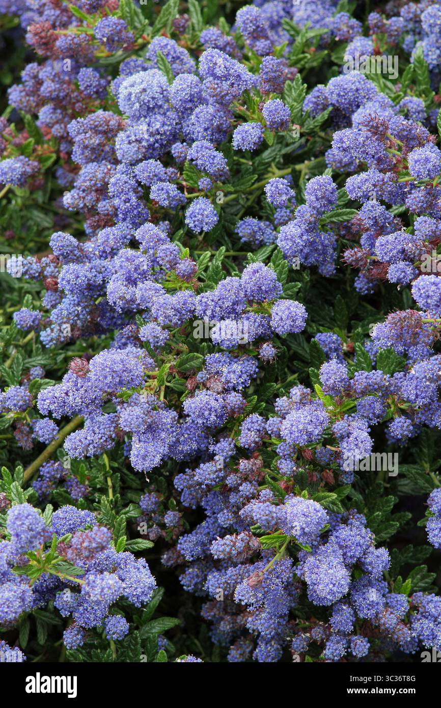 Ceanothus Concha, arbusto sempreverde con fiori blu intenso in primavera. REGNO UNITO Foto Stock