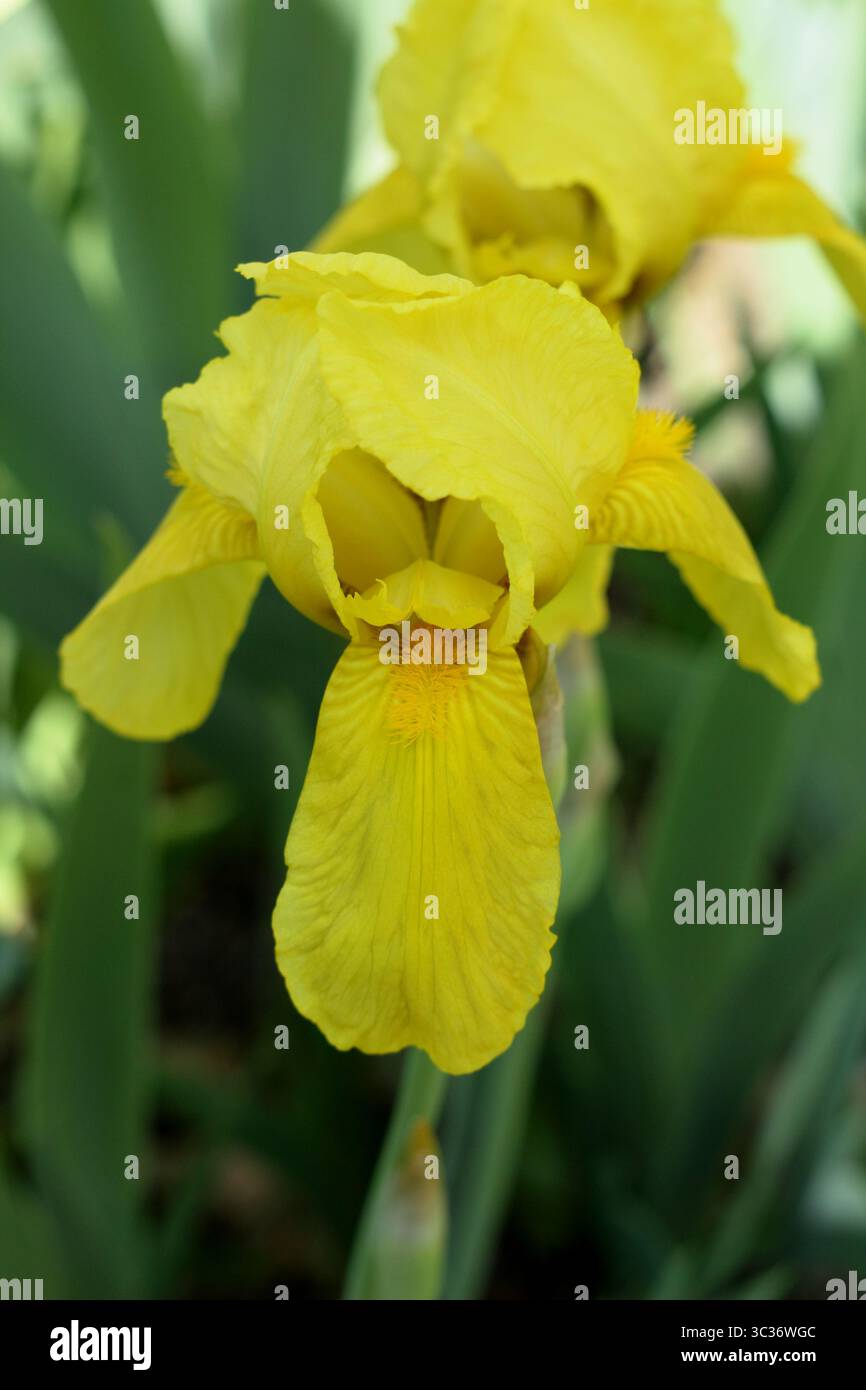 Iris Saint Crispin, caratteristici fiori gialli ruffati profumati in primavera. Maggio. REGNO UNITO Foto Stock
