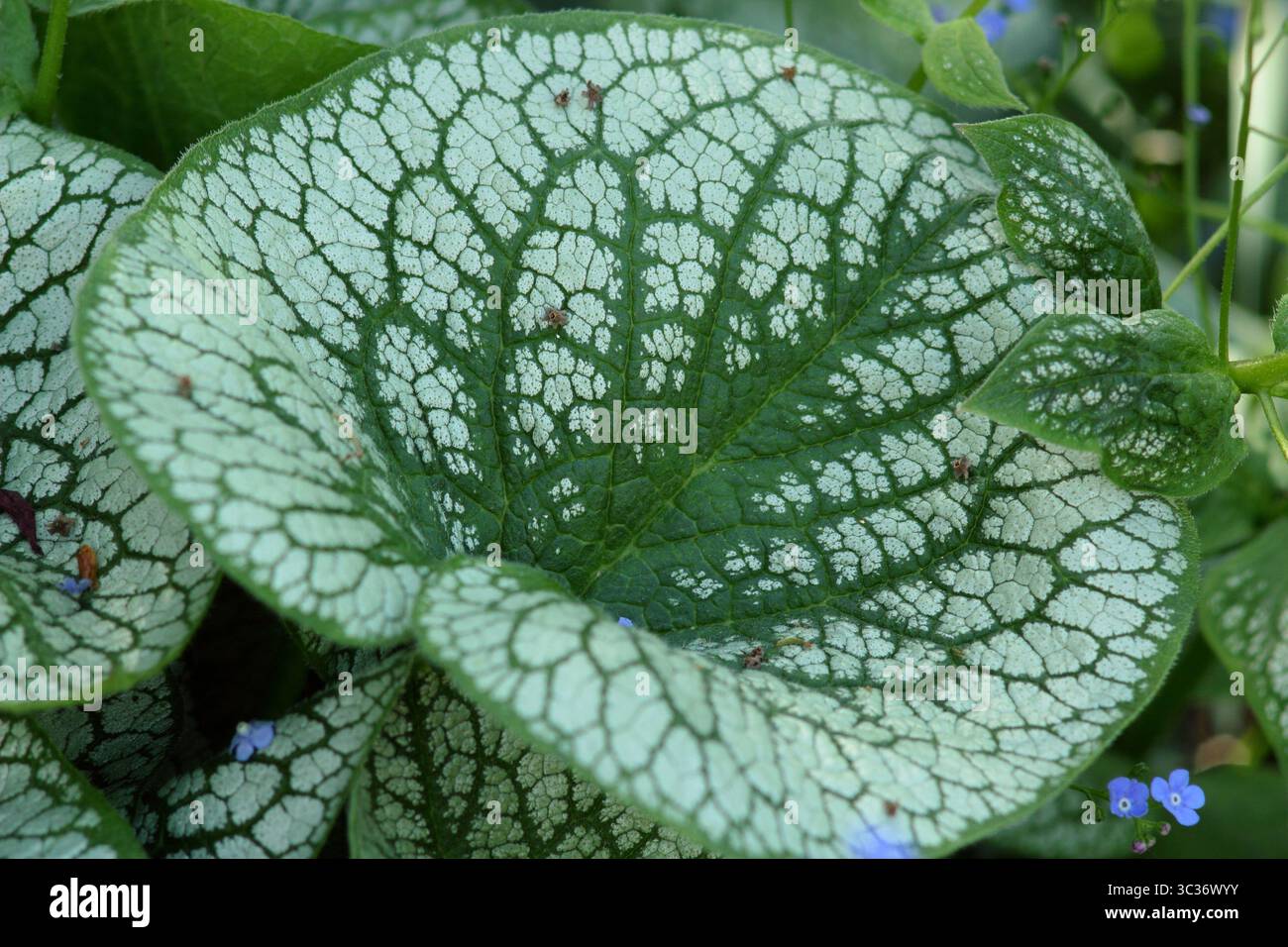 Caratteristico fogliame di Brunnera macrophylla 'Sea Heart'. Bugloss siberiano in primavera. REGNO UNITO Foto Stock