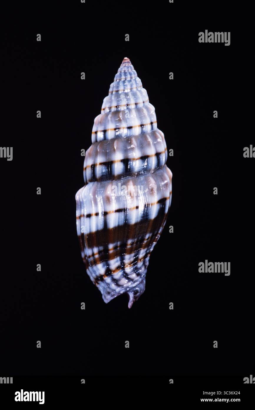 26 febbraio 2021: Il Miter, Vexillum semifasciatum, è un piccolo guscio della famiglia Costellariidae, The Ribbed Miter Shells. (Immagine di credito: © Jon G. Fuller/VW Pics tramite filo ZUMA) Foto Stock