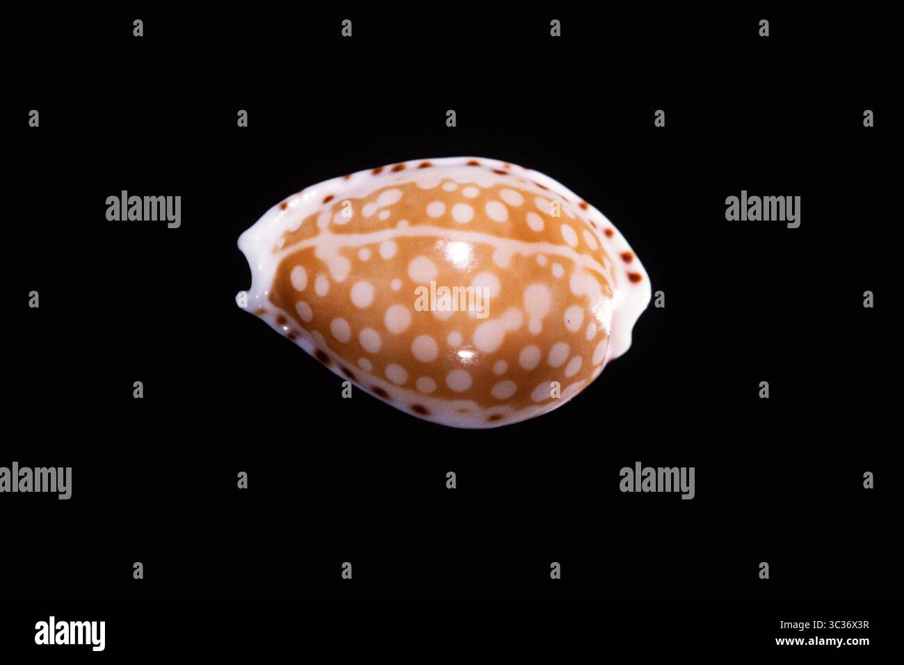 26 febbraio 2021: Gaskoin's Cowry, Cribrarula gaskoini, una lumaca di mare trovata nelle Hawaii e nelle Figi. (Immagine di credito: © Jon G. Fuller/VW Pics tramite filo ZUMA) Foto Stock