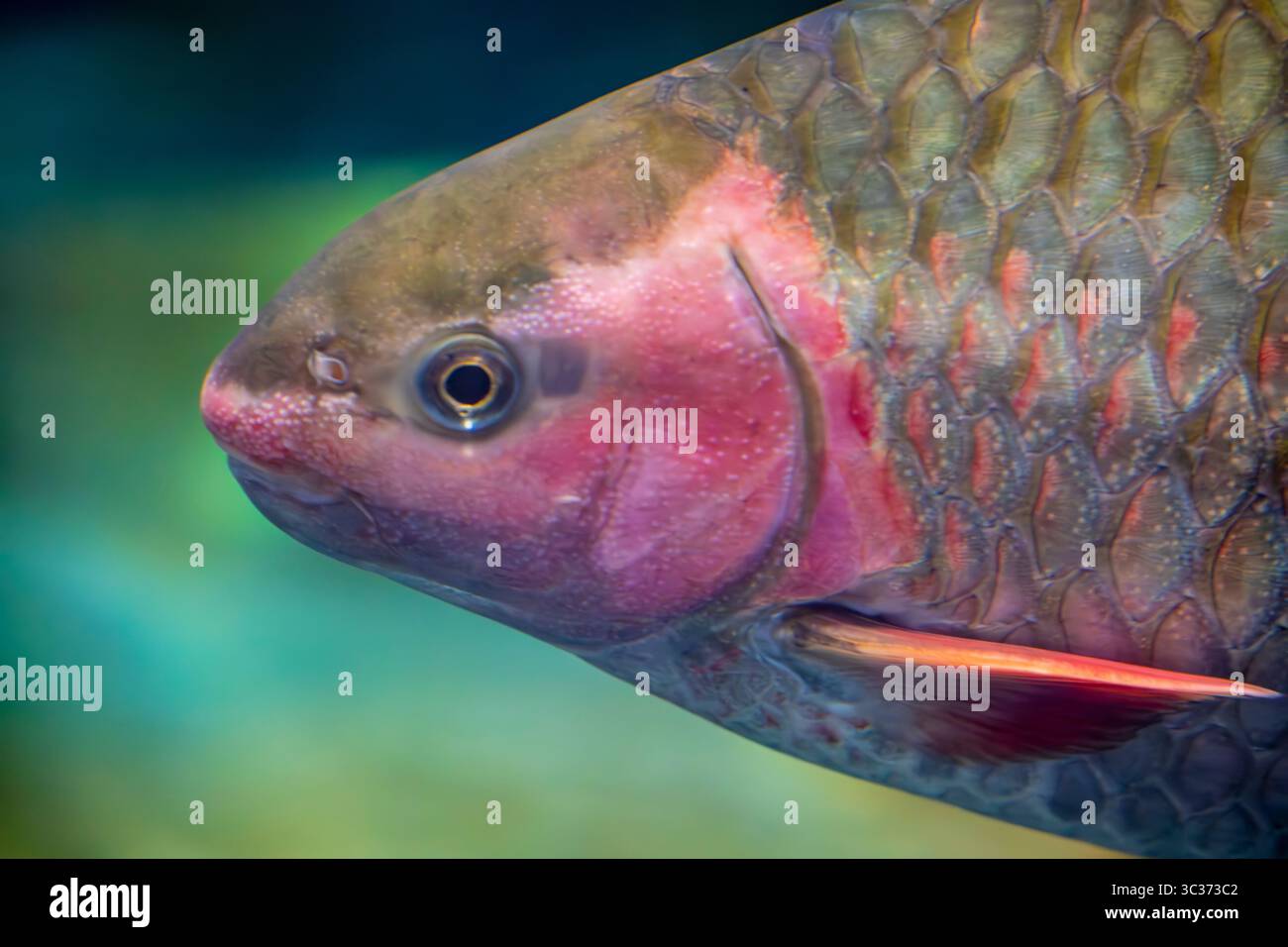 phoenix Barb (Spinibarbichthys denticulatus) è una specie asiatica di pesci ciprinidi d'acqua dolce. È presente in fiumi grandi e medi Foto Stock