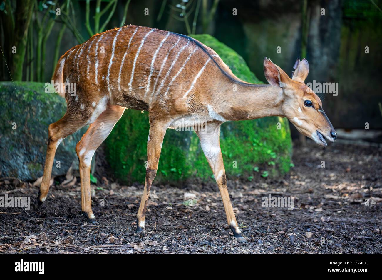 Il Nyala femminile (Tragelaphus angasii) è un'antilope artiodattile con corna a spirale originaria dell'Africa meridionale. Il cappotto è marrone arrugginito o rugginito nella donna Foto Stock