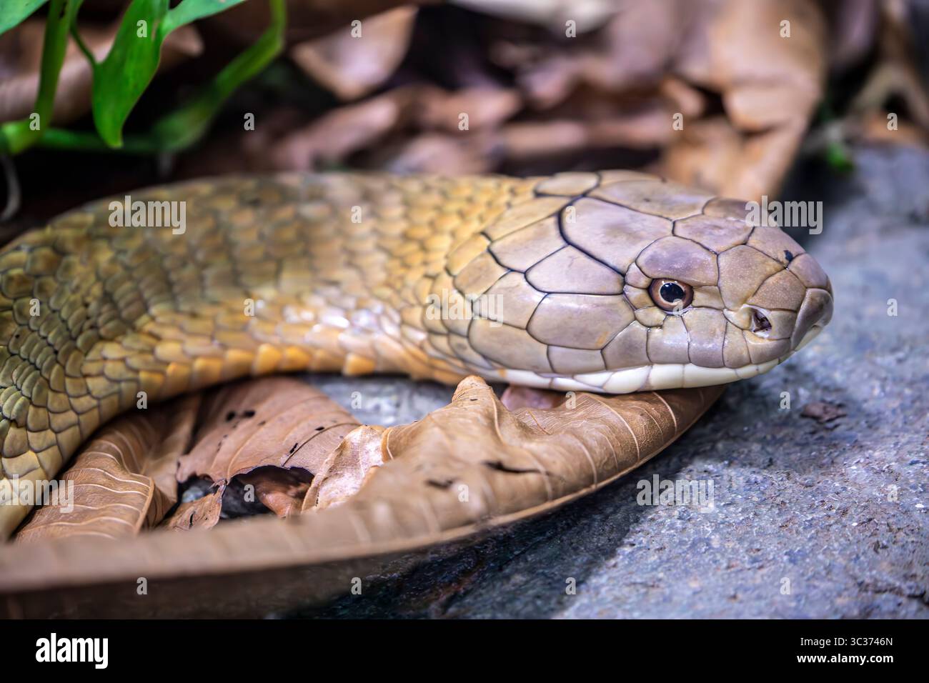 La cobra del re (Ophiophagus hannah) è un grande endemico elapide alle foreste dall'India attraverso l'Asia sudorientale. È il serpente venoso più lungo del mondo. Foto Stock