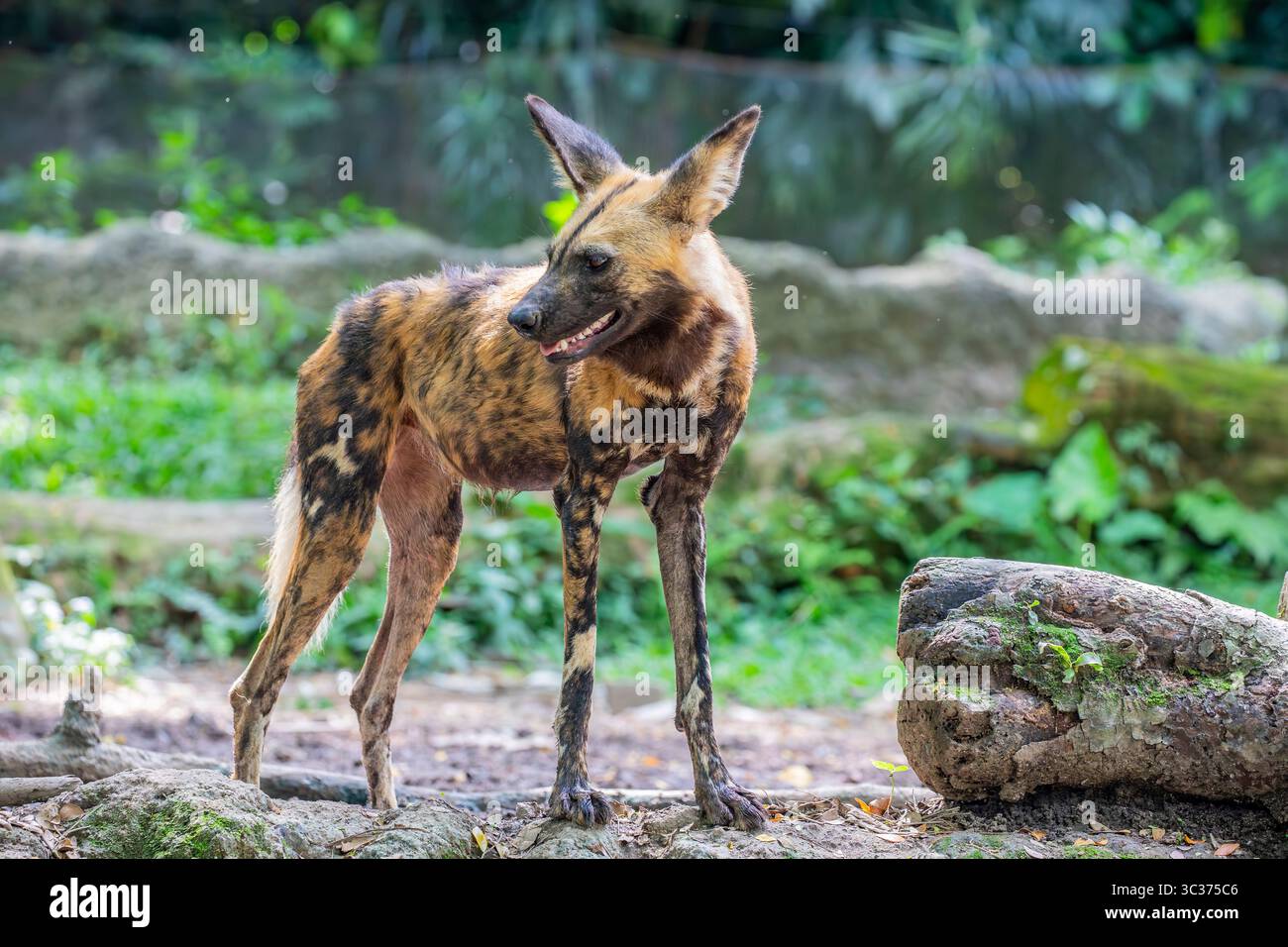 Il cane selvatico africano (Lycaon pictus) è un canide originario dell'Africa sub-sahariana. È il più grande canide indigeno in Africa. Un animale molto sociale Foto Stock