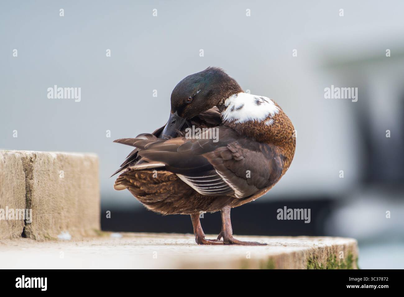 Casaro domestico (Anas platyrhynchos var. Domestica) con piumaggio ibrido e petto bianco, un'anatra domestica comune della famiglia degli Anatidae. Foto Stock