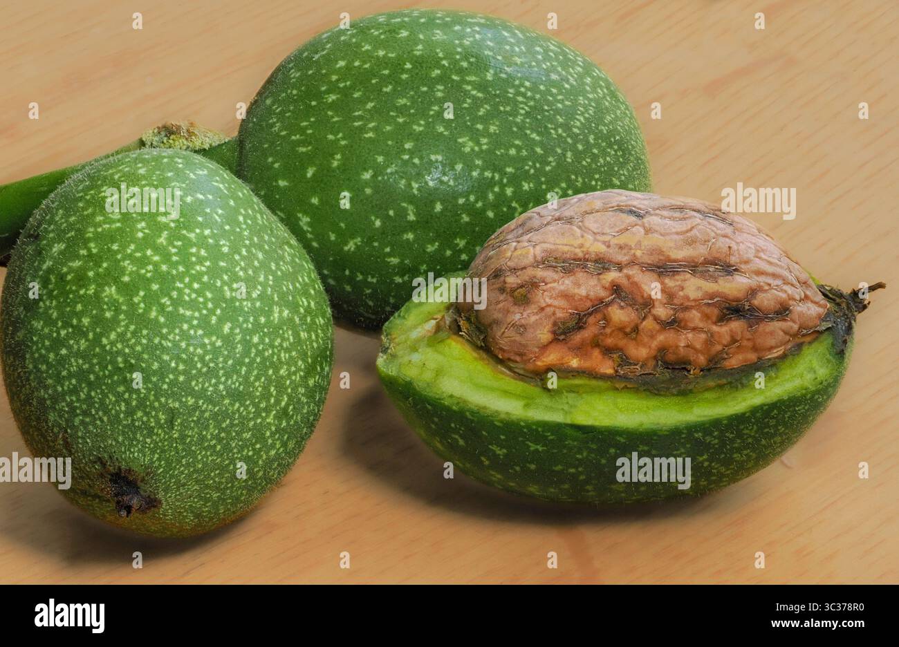 Juglans regia in noce con guscio verde tagliato via per rivelare la nota noce a guscio rigido all'interno del Regno Unito Foto Stock