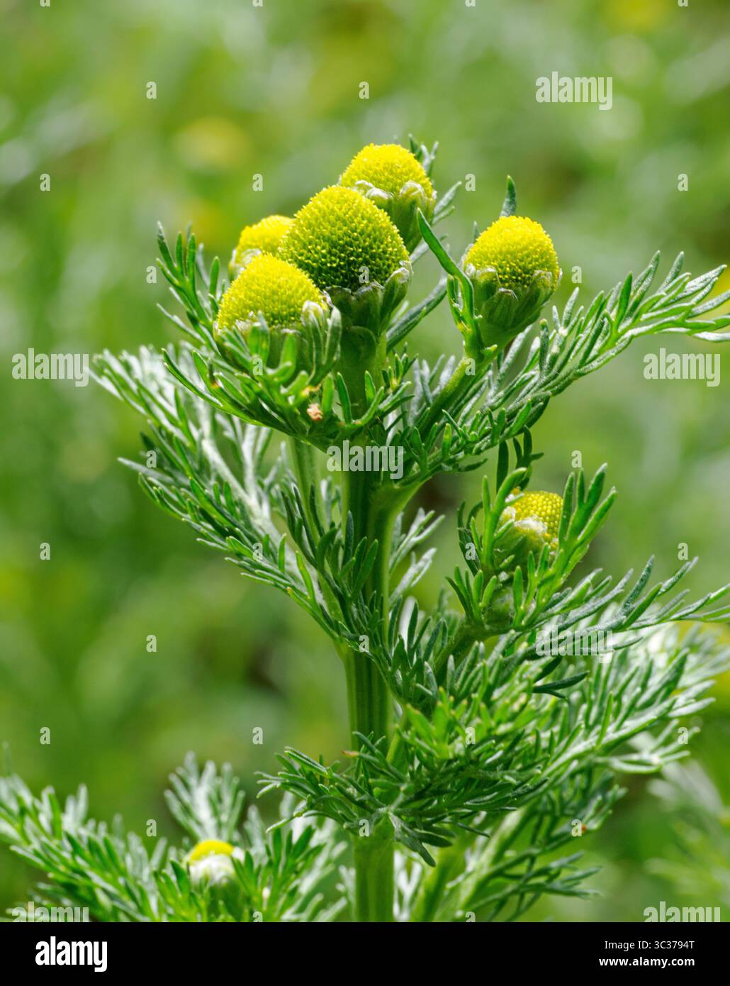 PIneappleweed Matricaria matricarioides una pianta a lato del passaggio che puzza fortemente di ananas quando viene schiacciato - Somerset UK Foto Stock