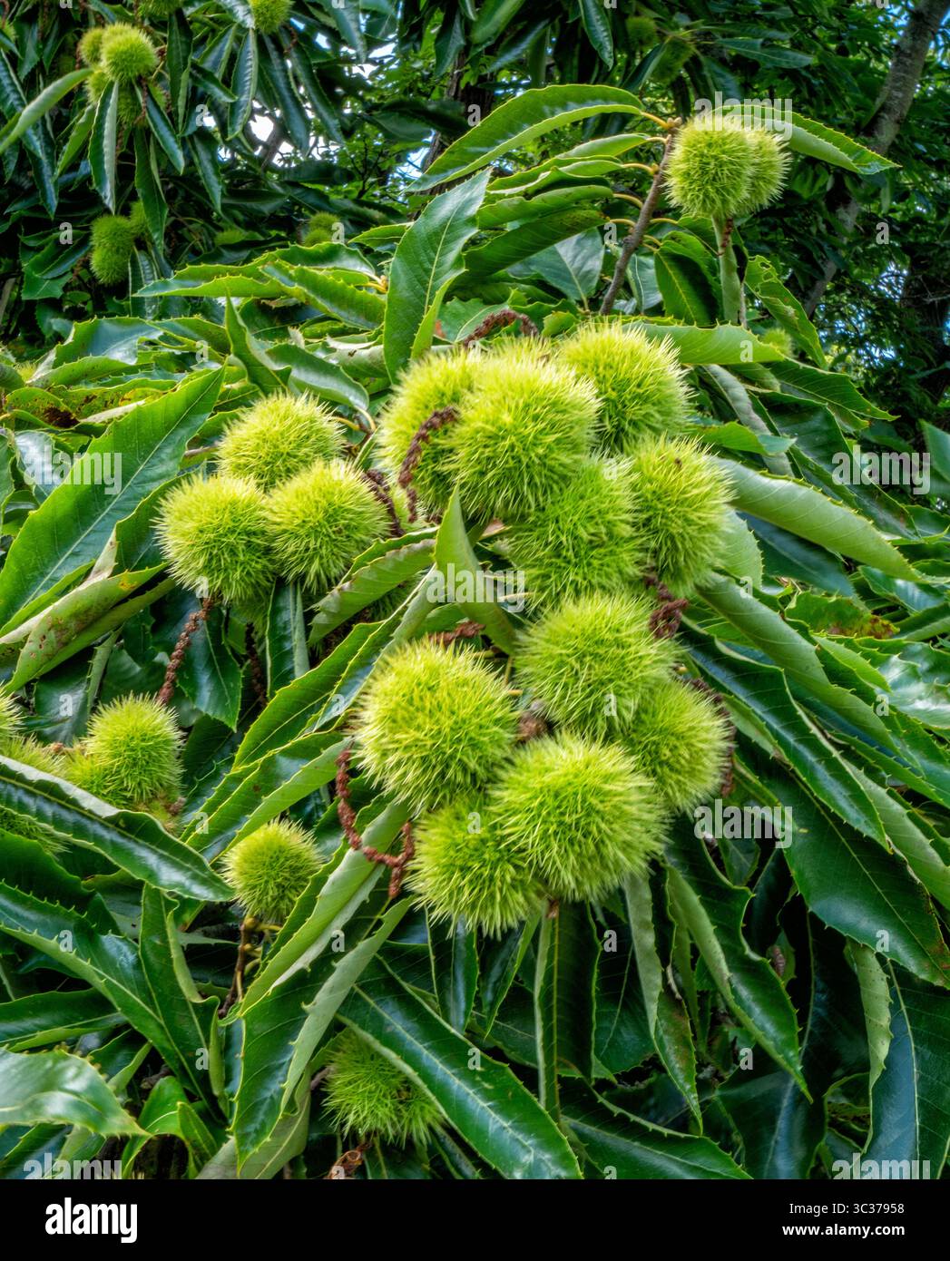 Frutti spessi di castagno dolce Castanea sativa conosciuta anche come castagno spagnolo o europeo a fine estate nel Regno Unito Foto Stock