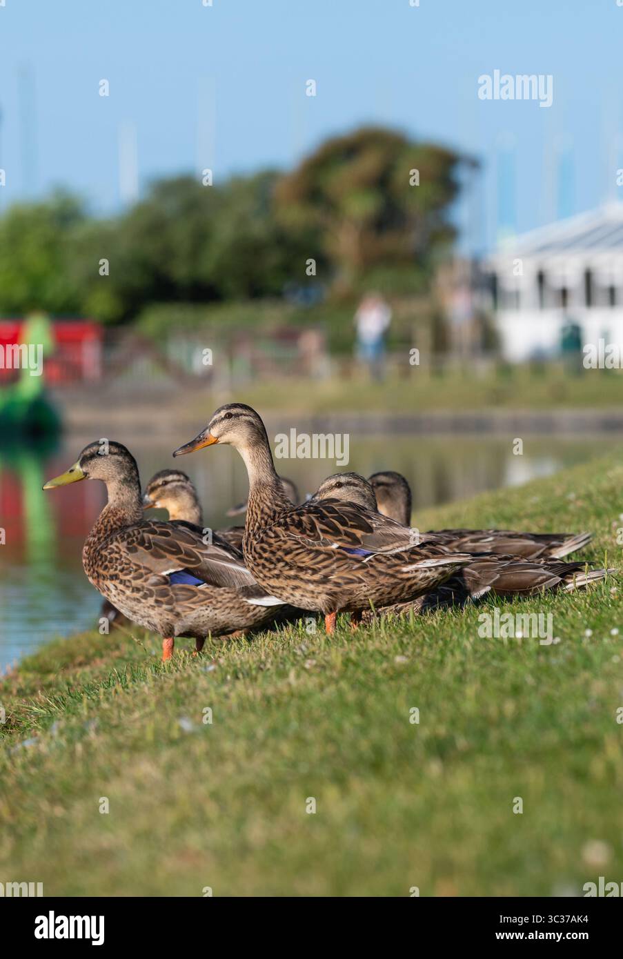 Vista laterale, ritratto di un gruppo di anatre Mallard (Anas platyrhynchos) in piedi su una riva di erba in riva al lago nel Regno Unito. Foto Stock