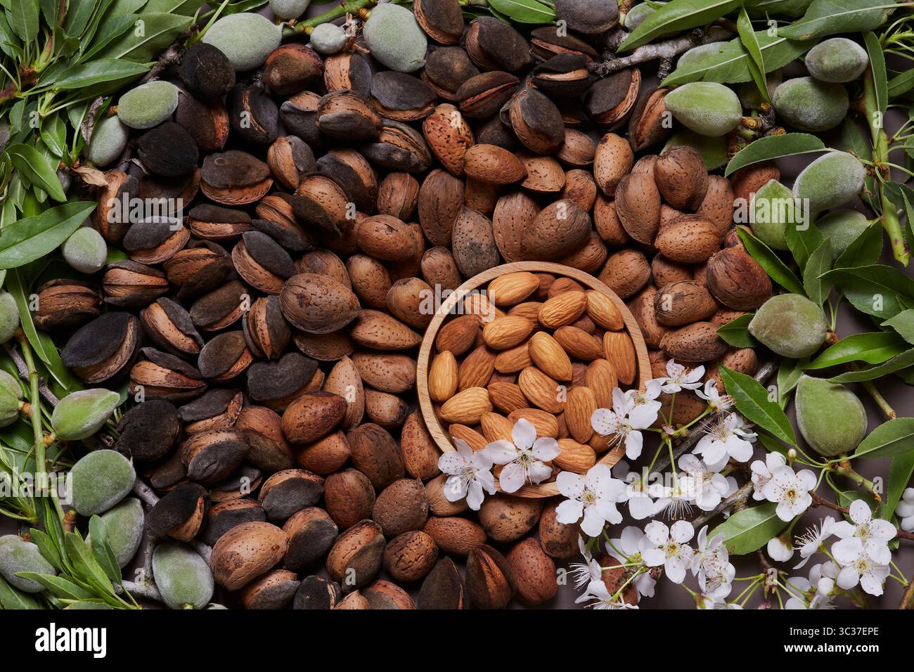 Mandorle verdi, mature e pronte da mangiare. Lo spuntino perfetto a metà mattina o a metà pomeriggio. Foto Stock