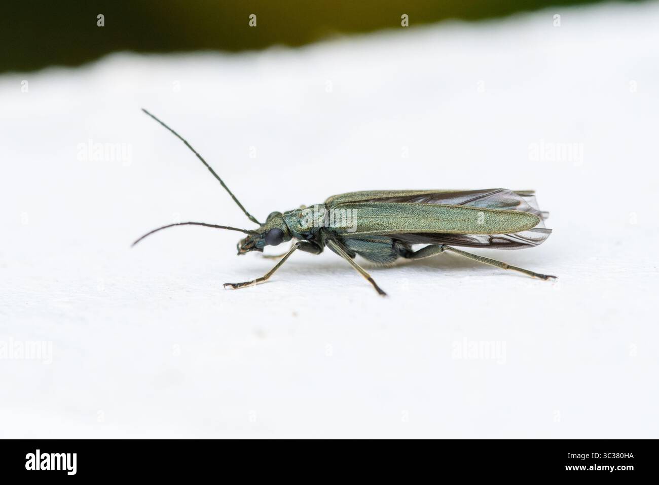 Coleottero maschile Oedemera luridavirescens (famiglia Oedemeridae) appoggiato su una superficie bianca, Saint-Pourcain-sur-Besbre, Francia. Foto Stock