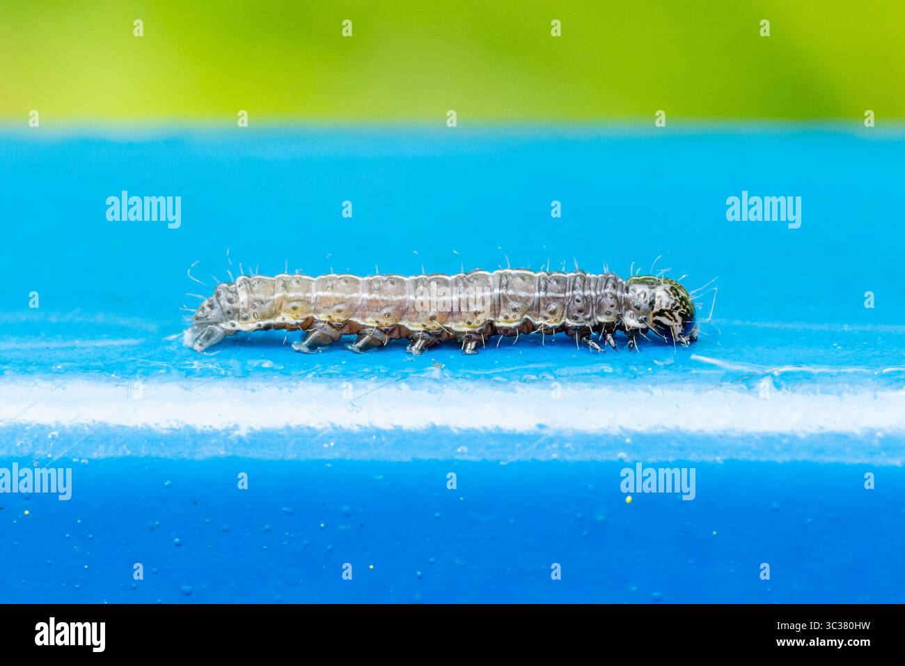 Un bruco della piccola falena quacchera (Orthosia cruda) che scorre su una superficie blu, una vista macro dettagliata che mostra i peli e i segmenti del corpo. Foto Stock