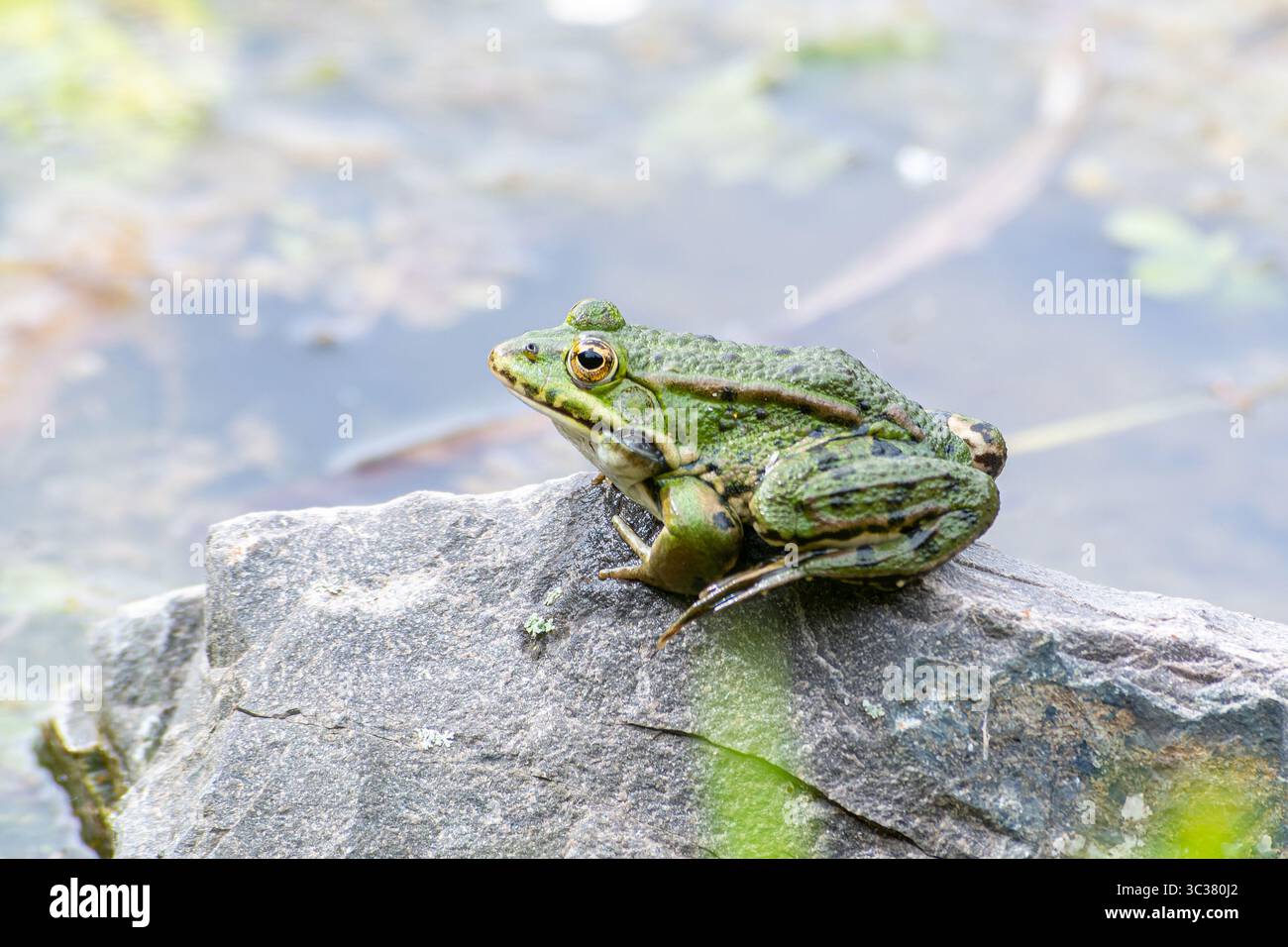 Rana verde (spec. Pelophylax) Chiamata su una roccia vicino all'acqua, Saint-Pourcain-sur-Besbre, Francia. Foto Stock