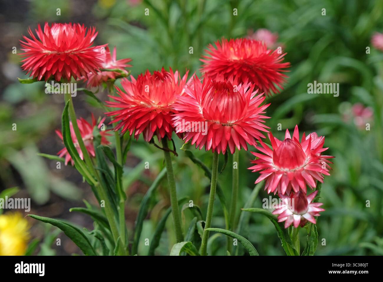 Lo Xerochrysum rosso è noto anche come fiore di fragola o fiore eterno in fiore. Foto Stock