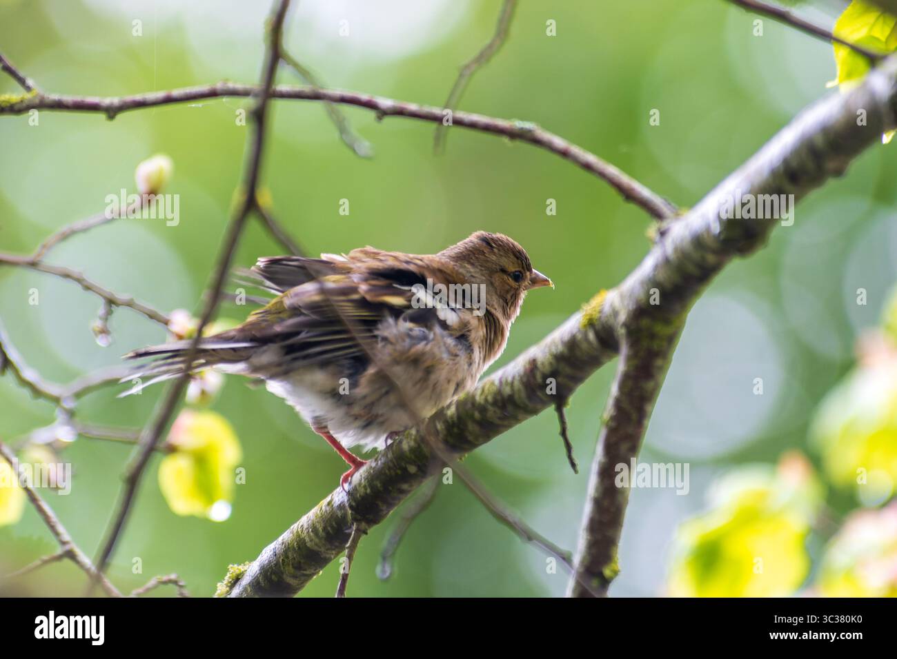 Zaffinch comune femminile (Fringilla coelebs) che raccoglie materiale di nidificazione, Saint-Pourcain-sur-Besbre, Francia. Foto Stock