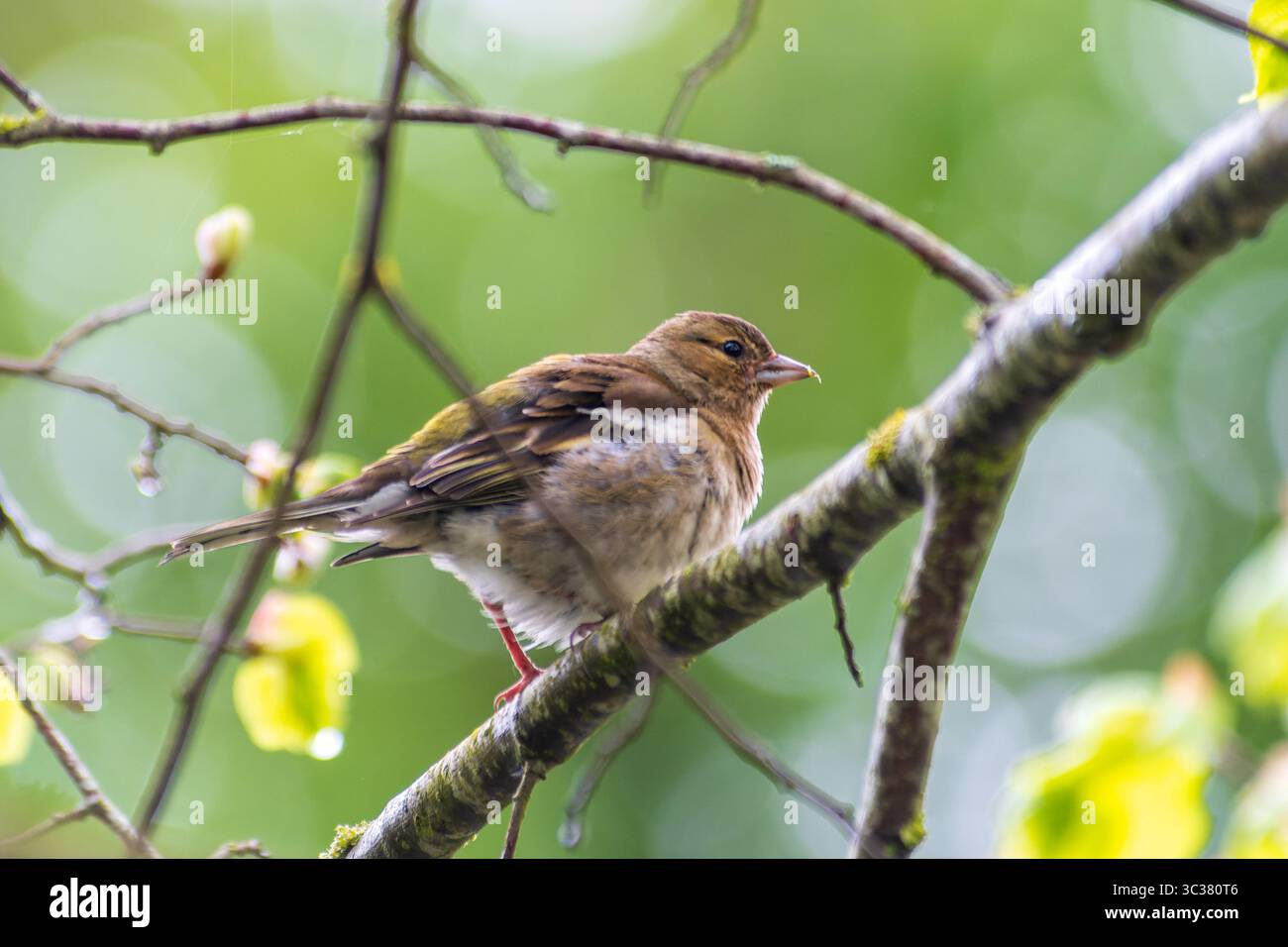 Zaffinch comune femminile (Fringilla coelebs) che raccoglie materiale di nidificazione, Saint-Pourcain-sur-Besbre, Francia. Foto Stock